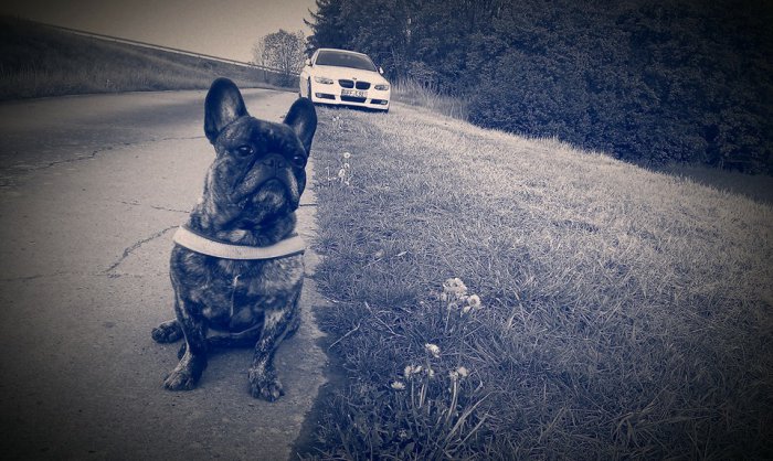 Brutus und Auto