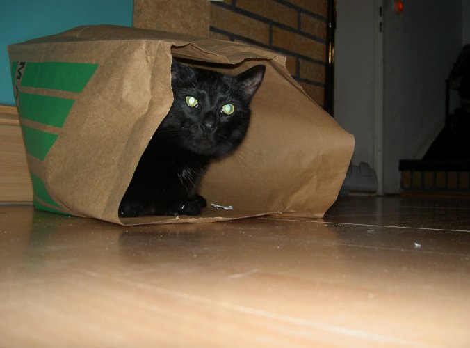 Bagheera II.jpg