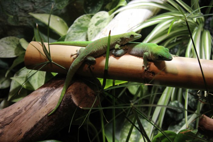 Phelsuma Pärchen