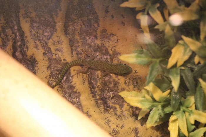 Phelsuma Nachwuchs