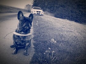 Brutus und Auto